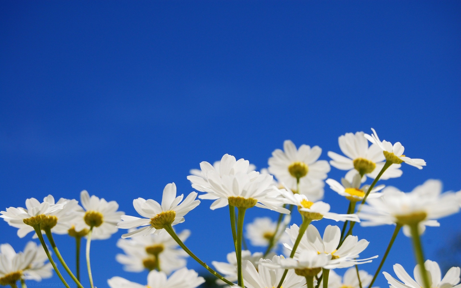 himmel blumen gelb