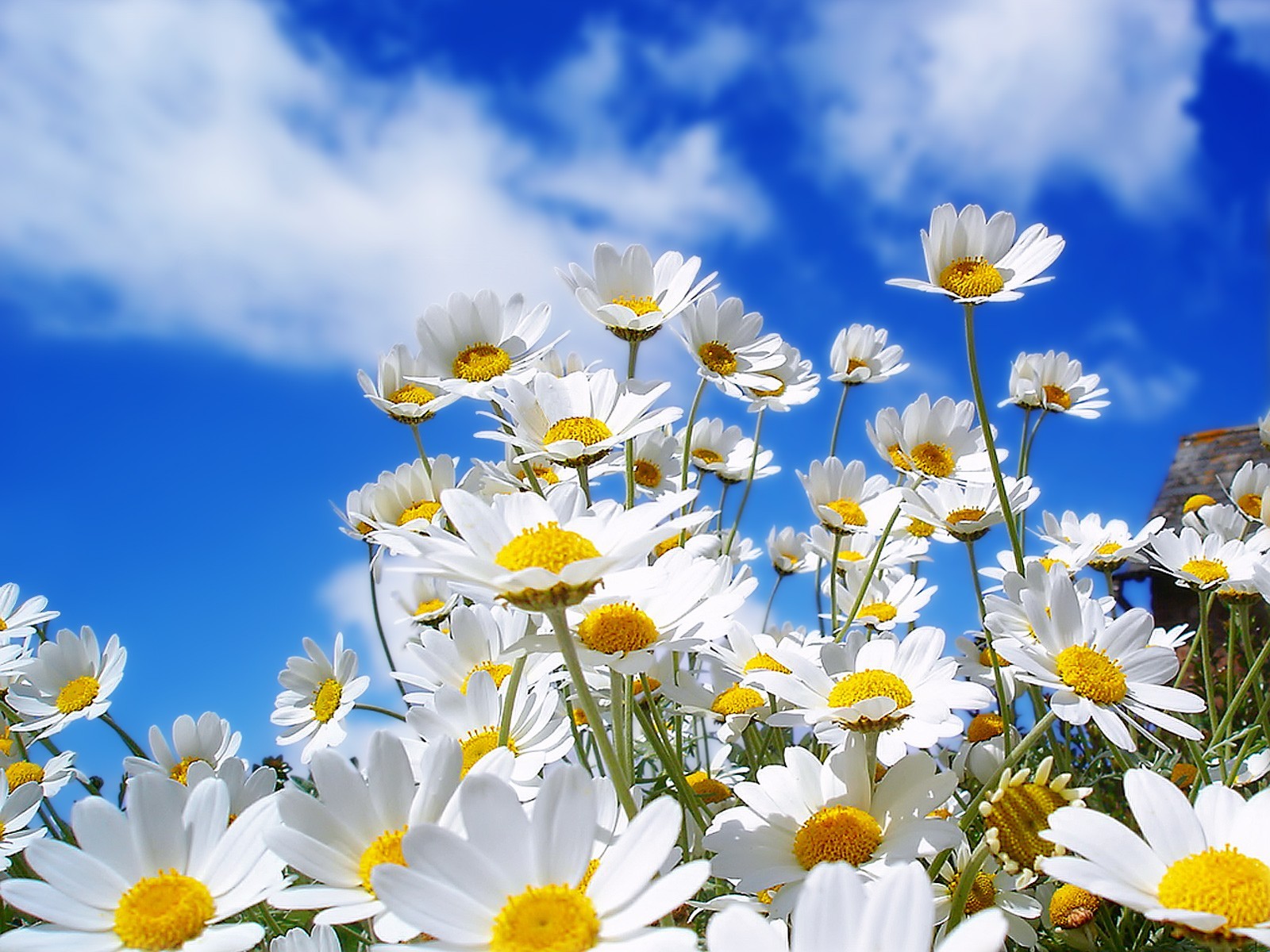 blumen gänseblümchen himmel