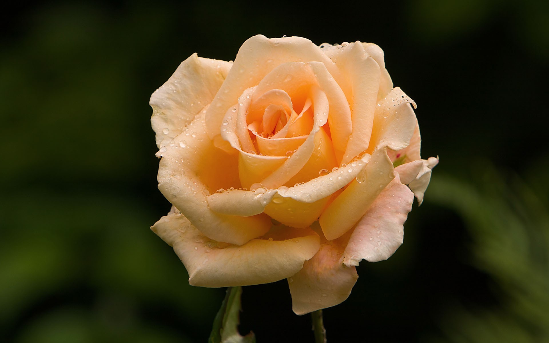 róża rosa różowa