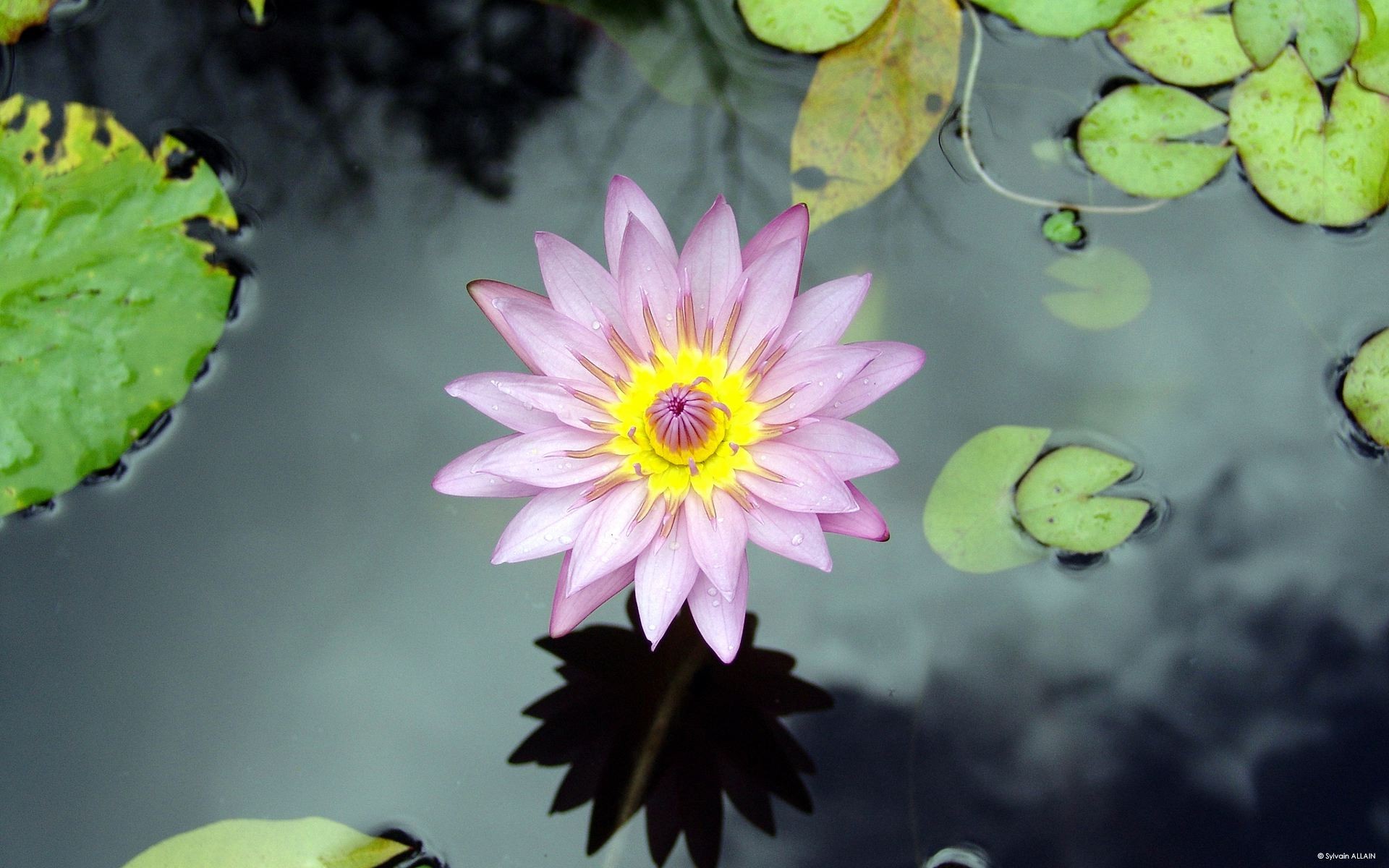 flower water lily lake