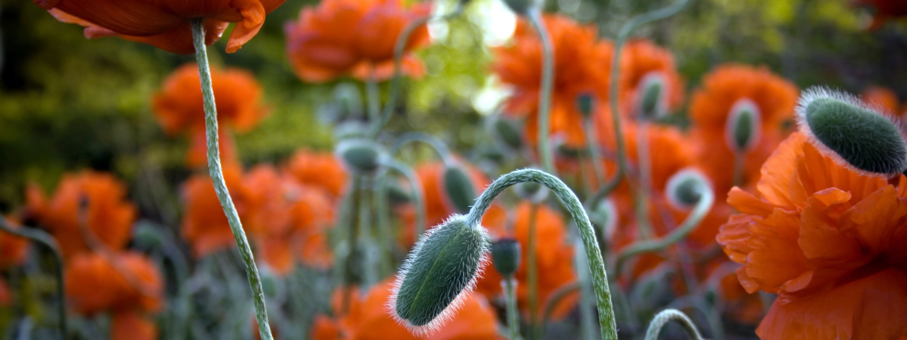 mohnblumen blumen