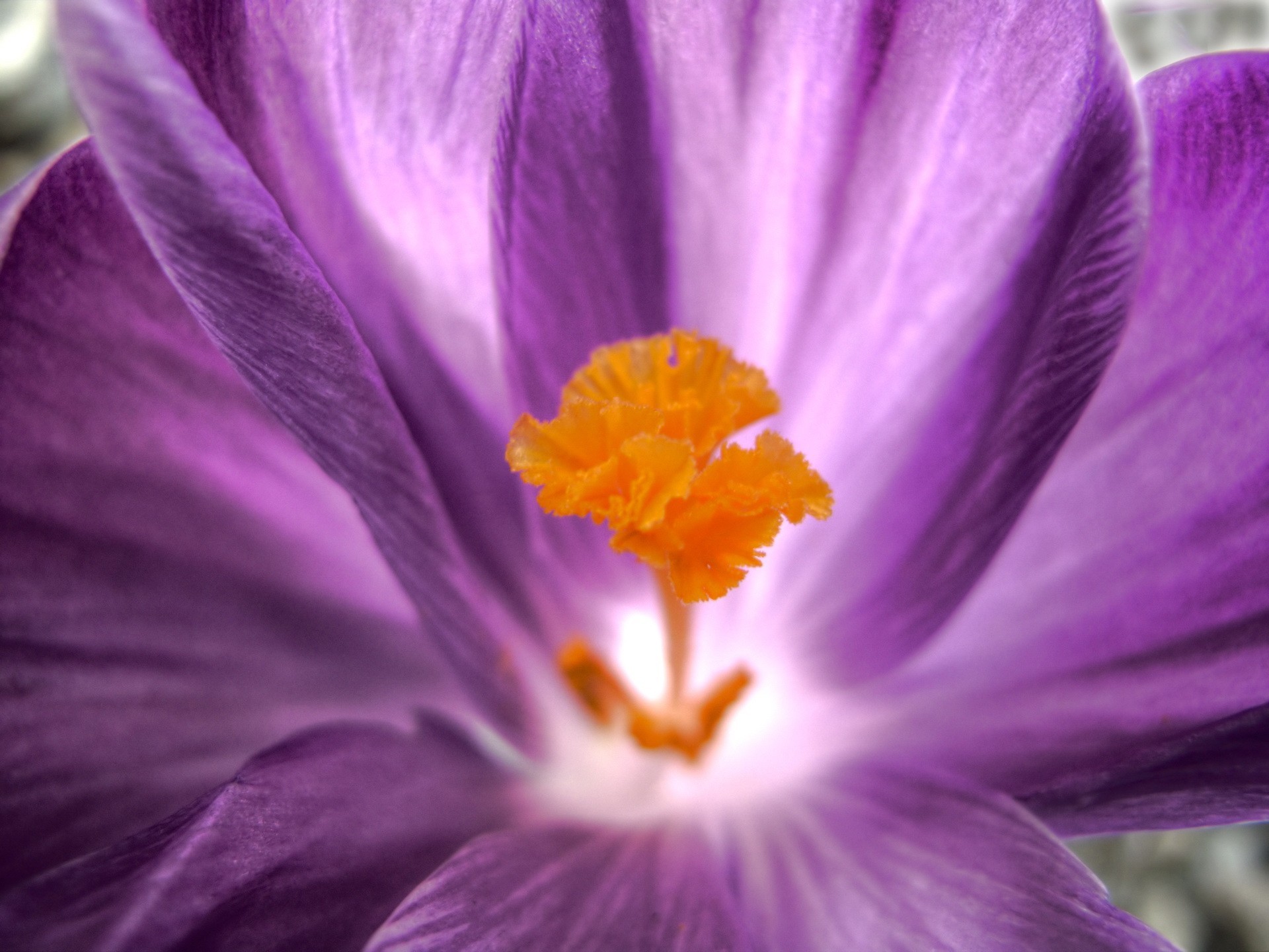 flower petals close up