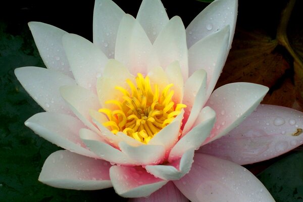 A soft pink lily with a yellow center