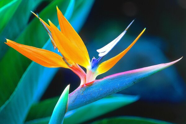 Unusual bright flower in macro