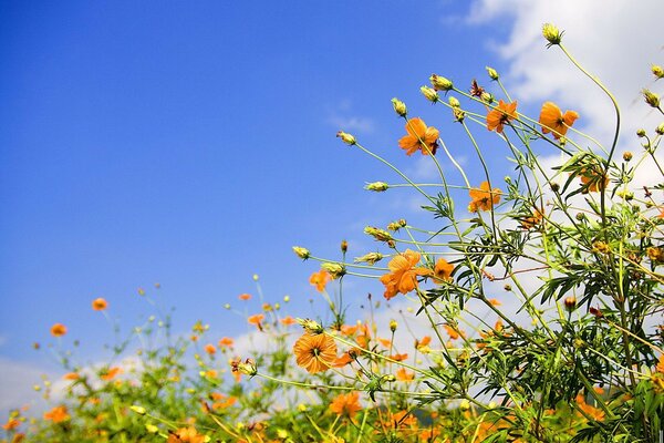 Gelb blühende Blumen auf einem blauen Himmelshintergrund