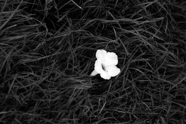 White flower in black grass