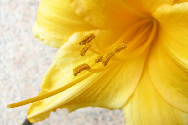 Primo piano di un giglio giallo con polline