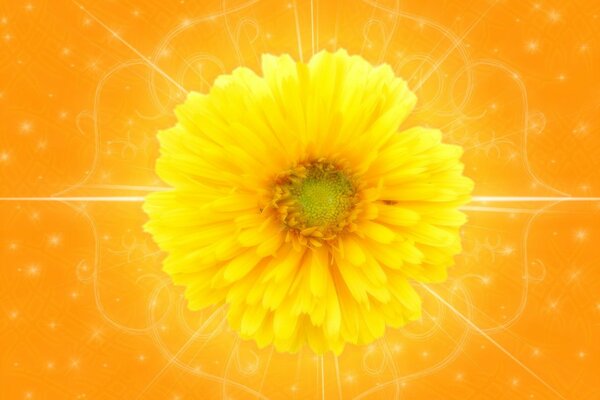 Żółty kwiat na pomarańczowym tle
