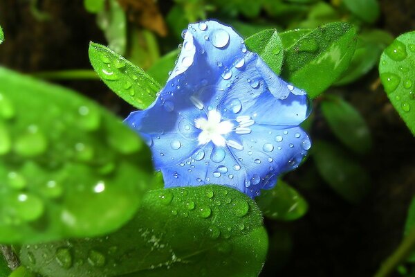 Fleur bleue en gouttes de rosée en gros plan