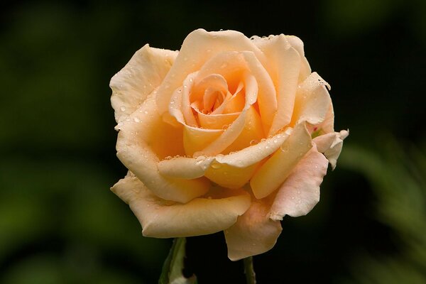 Rosebud with dewdrops of water