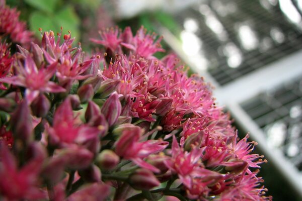 Macro imagen de las flores de color rosa en primer plano