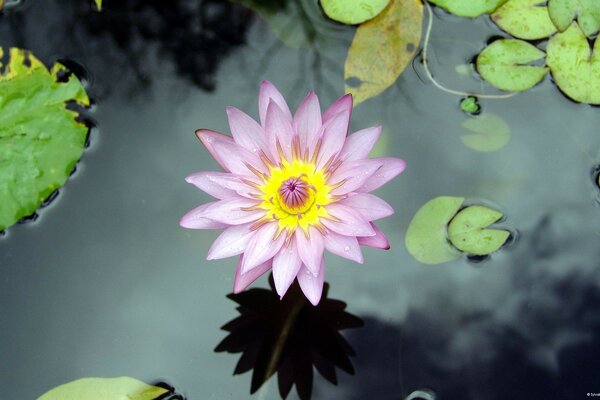 Water Lily in the lake close-up