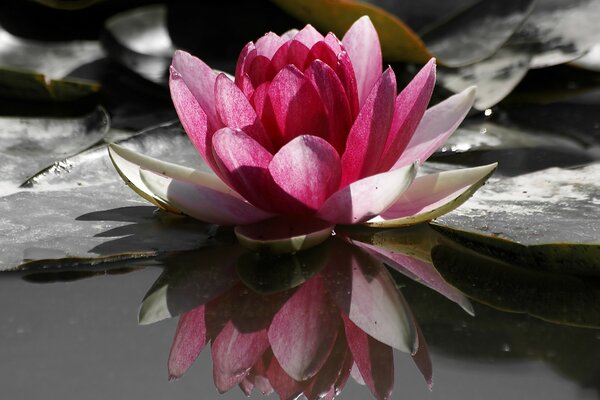 Water lily flower on the background of water