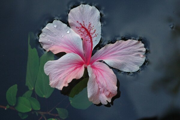 Fiore rosa in acqua