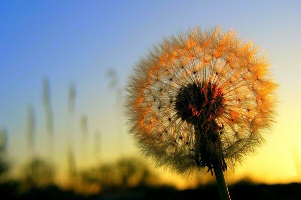 Dandelion close-up on sunset background