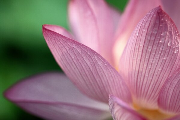 Foto macro de la flor rosa