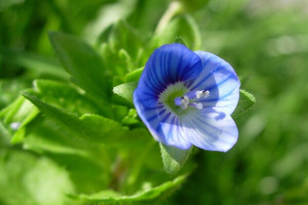 Niebieski Niebieski kwiat na tle trawy