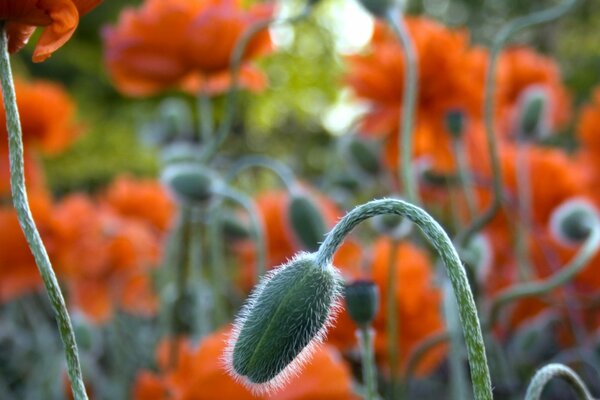 Inflorescence de pavot sur fond de fleurs