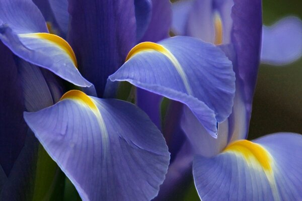 Blühende Iris-Blüten an einem klaren Tag