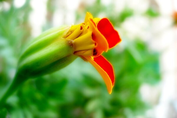 Eine nicht zerrissene Knospe einer gelb-roten Blume