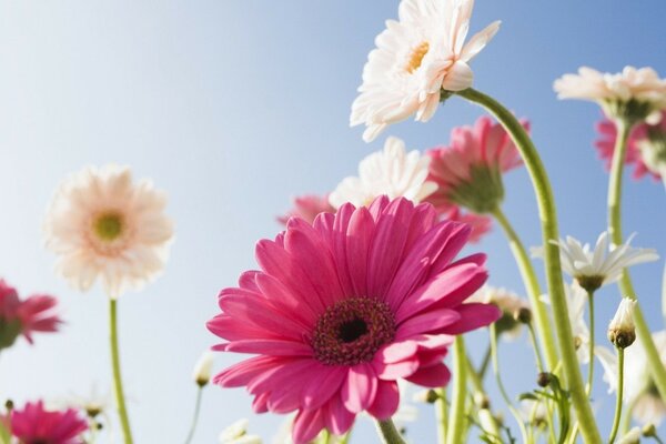 Flores de cerca en el cielo soleado