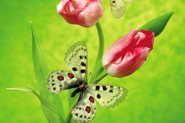 Ein Schmetterling fliegt zur Tulpenblume