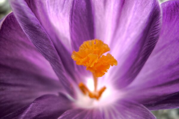 Foto macro de la flor púrpura