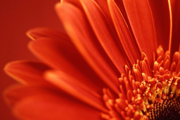 Flor roja de cerca