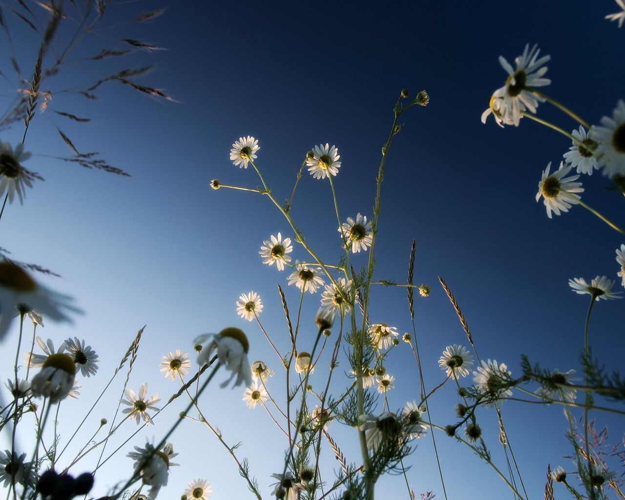 gänseblümchen himmel blau