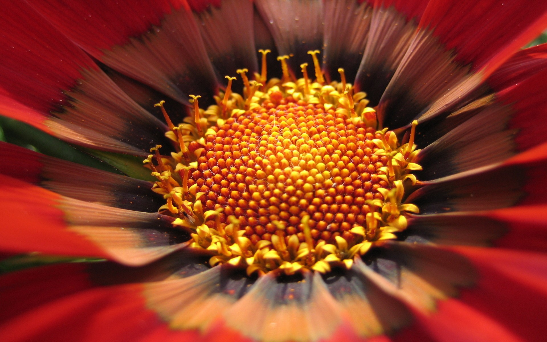 fleur gros plan jaune