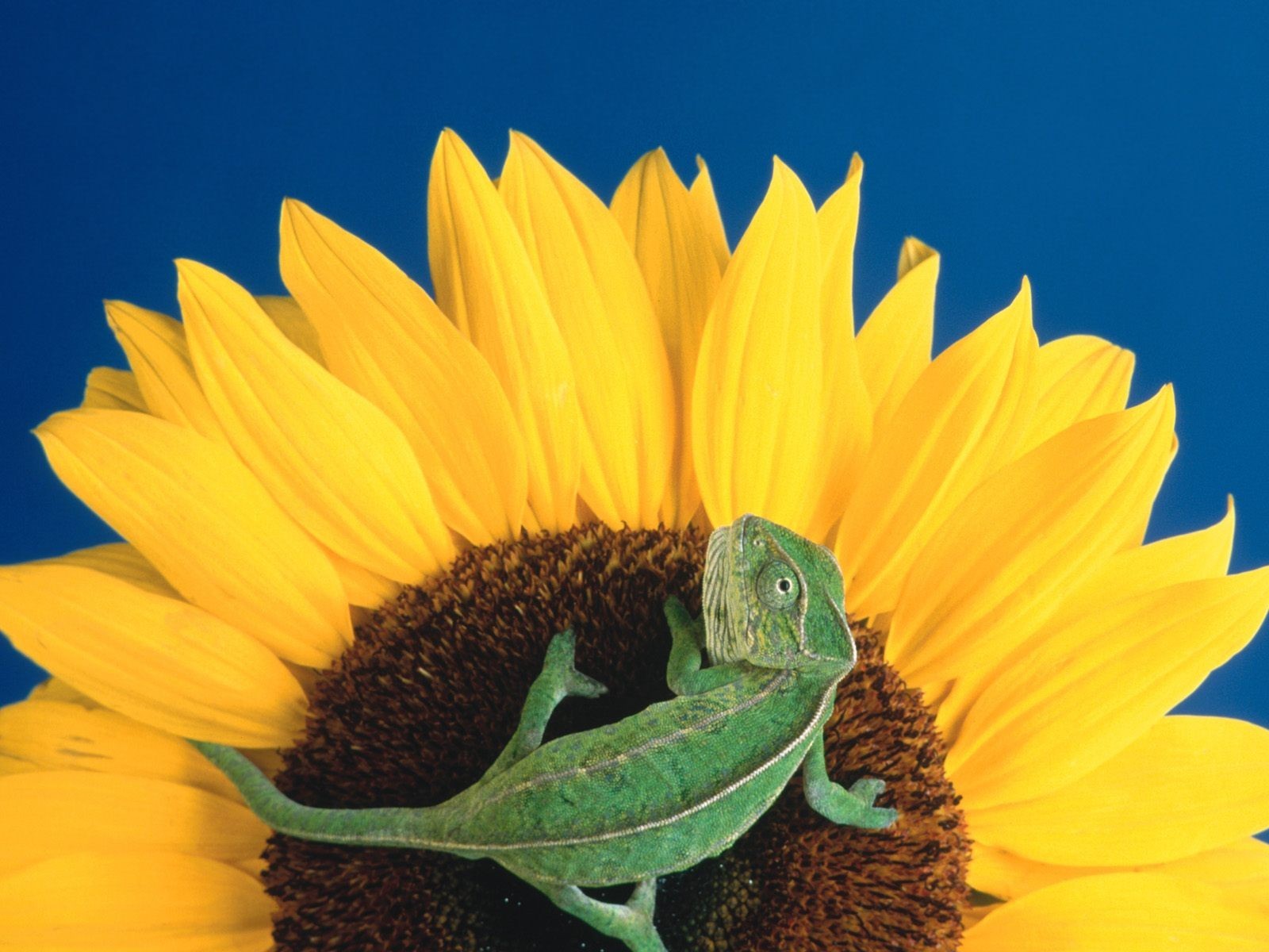 flower sunflower lizard