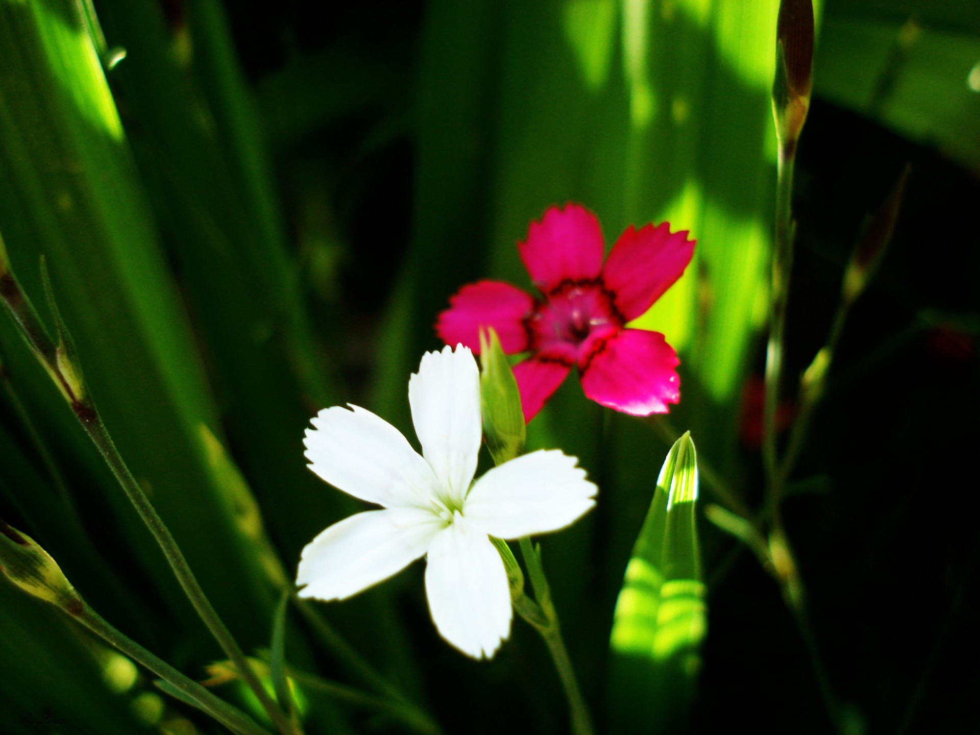 blumen weiß lila