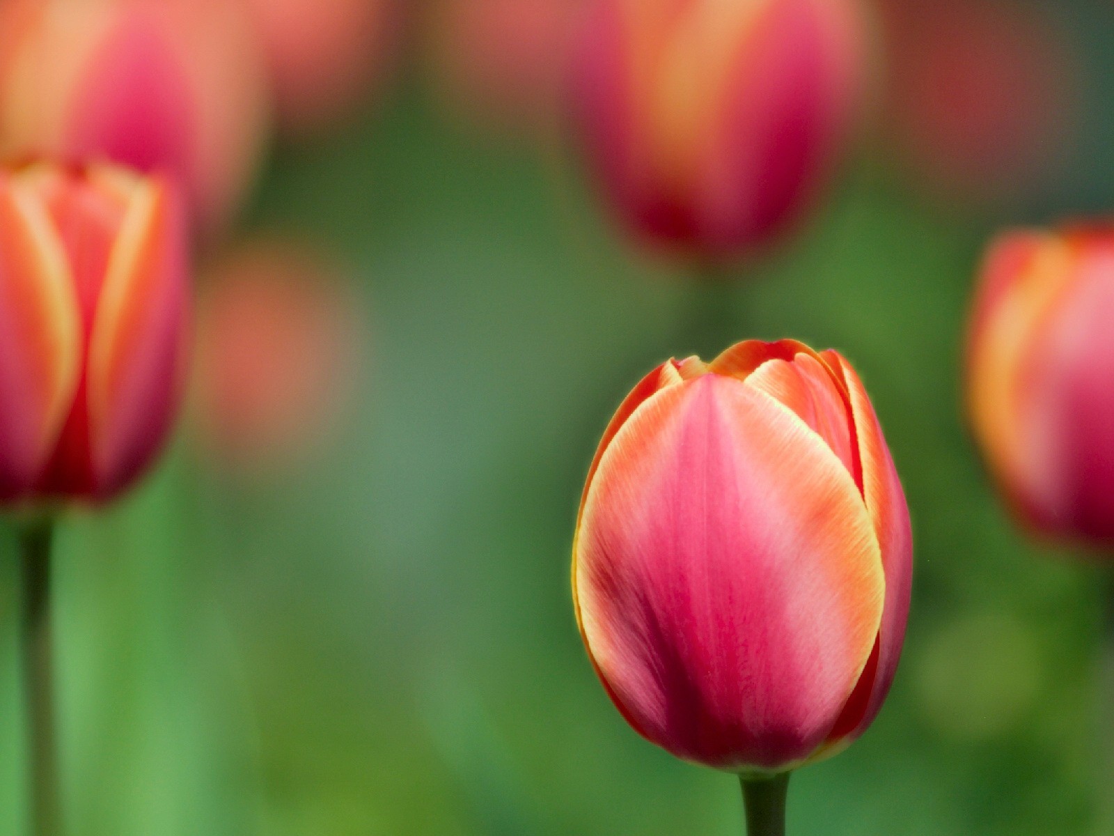 tulip plant