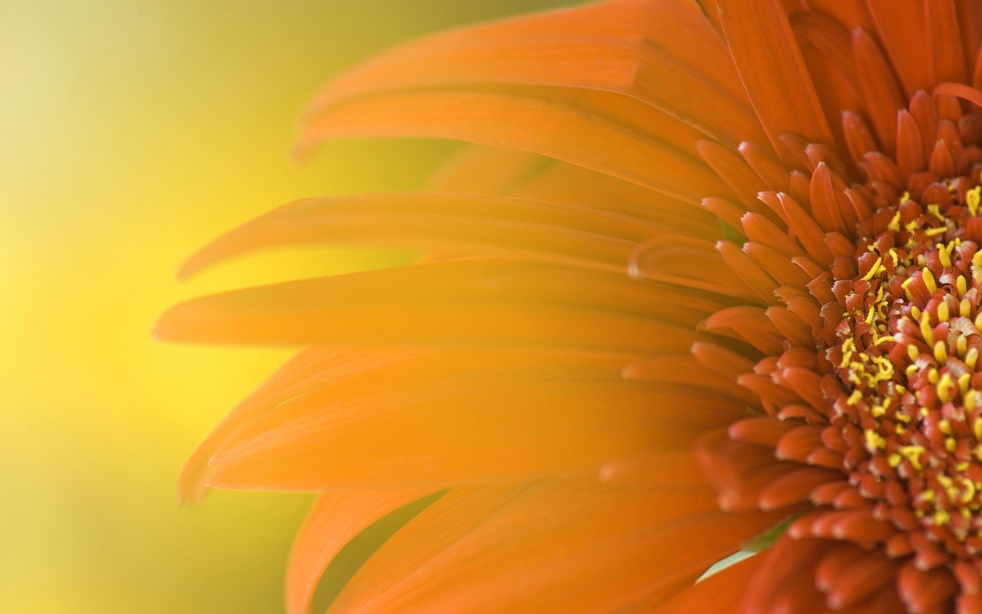 fiore petali giallo