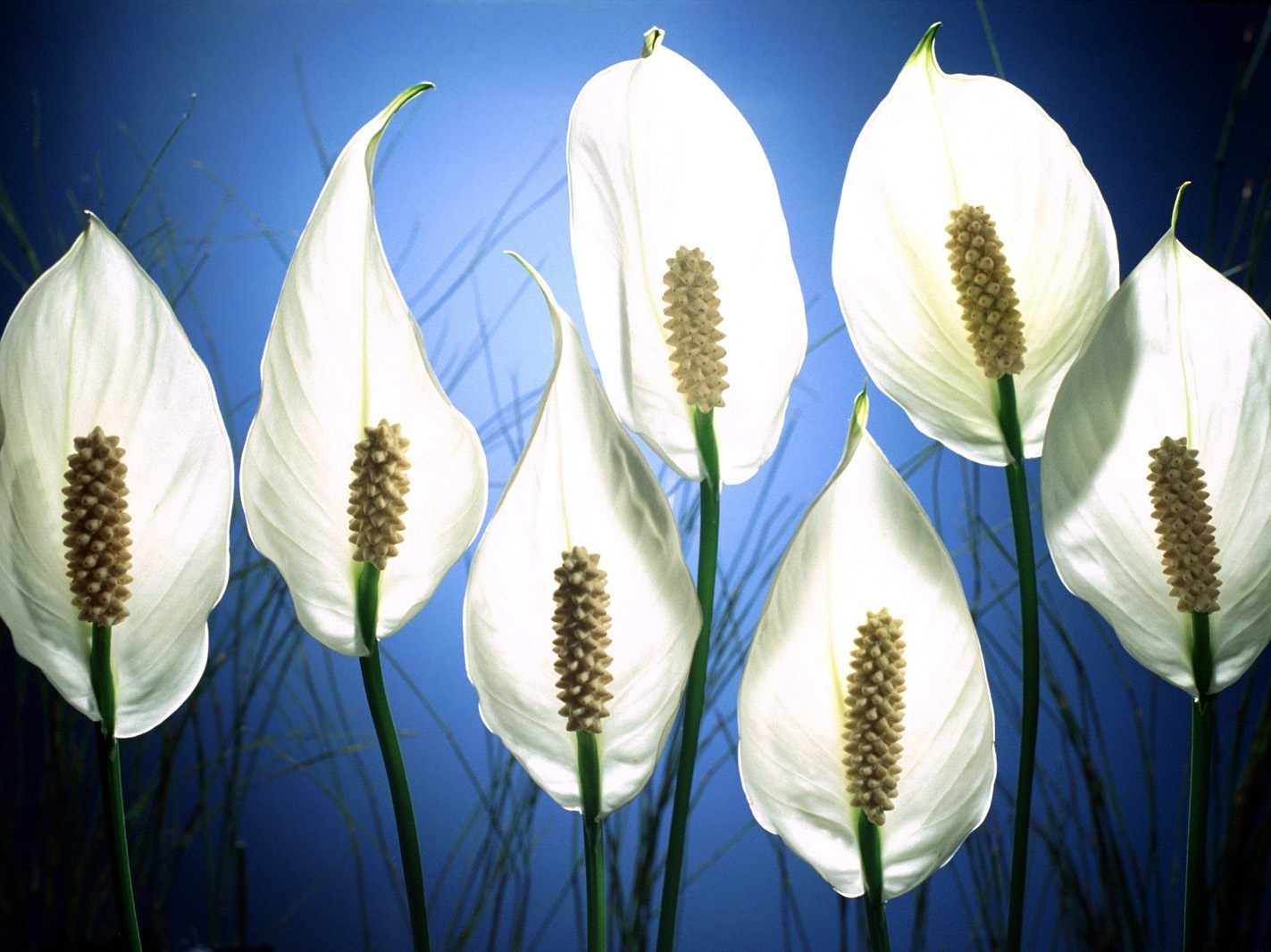 kwiaty biały spathiphyllum