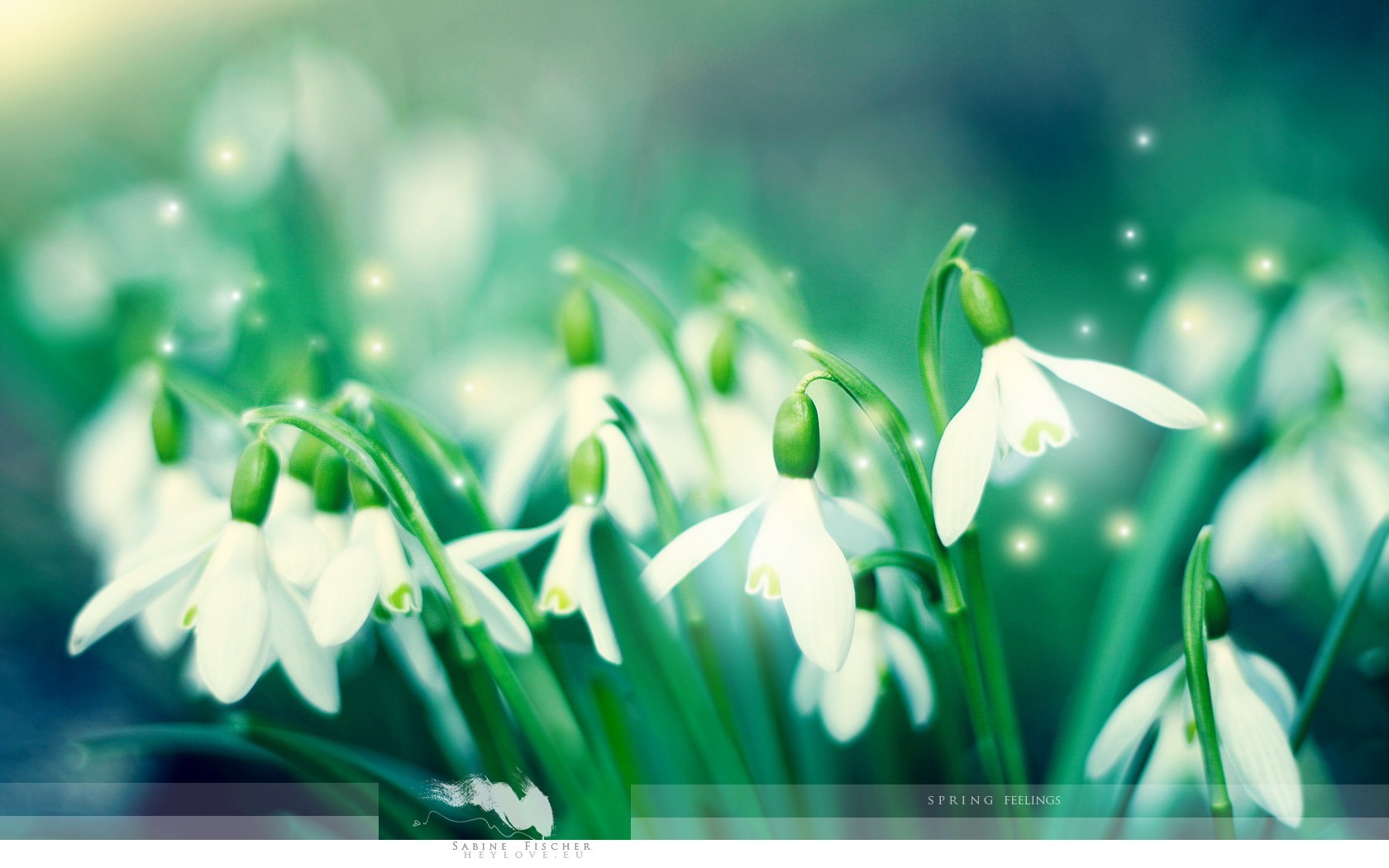 pring snowdrops green