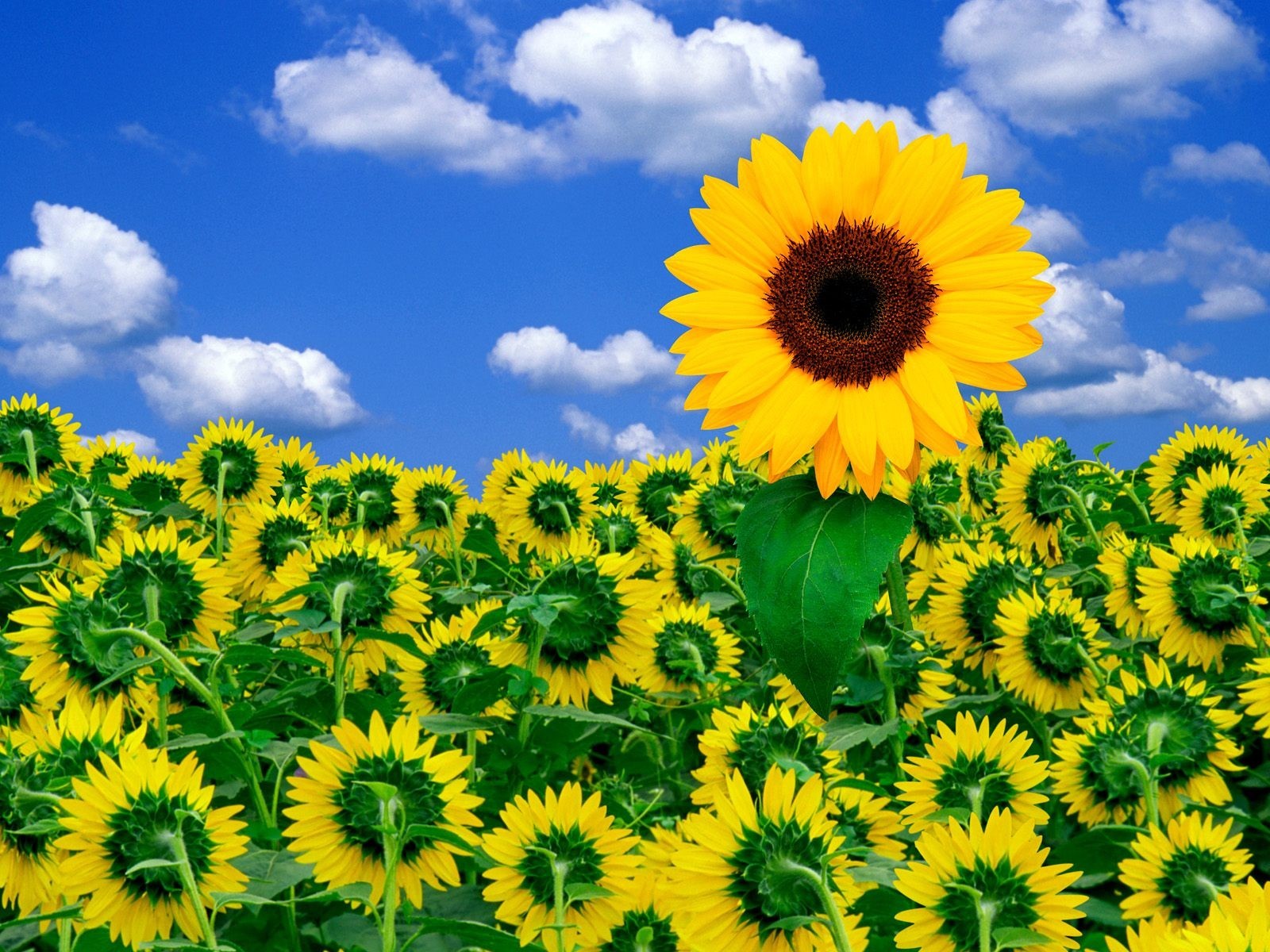 ciel fleurs tournesol