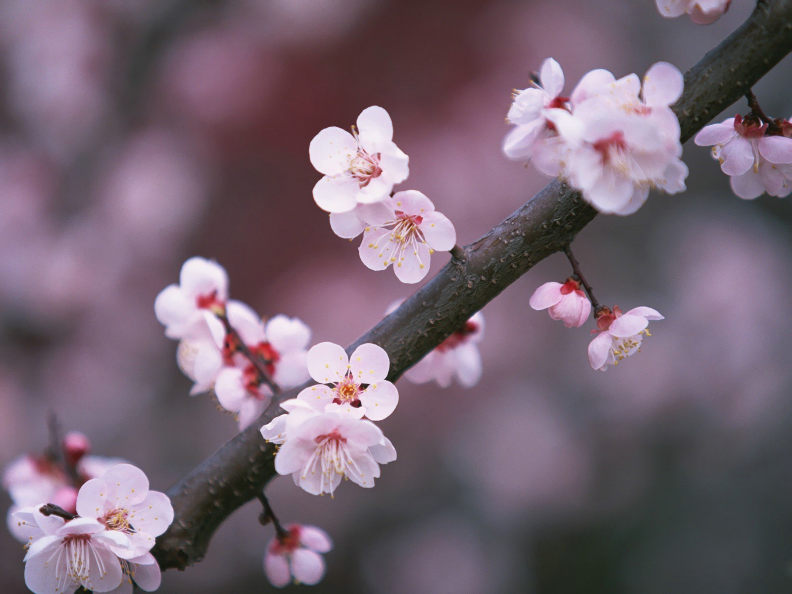 akura branch pink