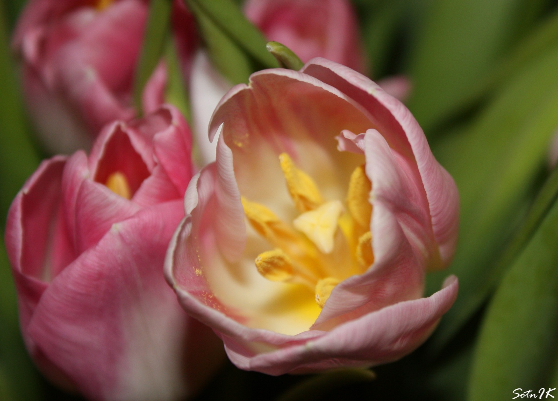 blumen tulpe staubblätter makro frühling