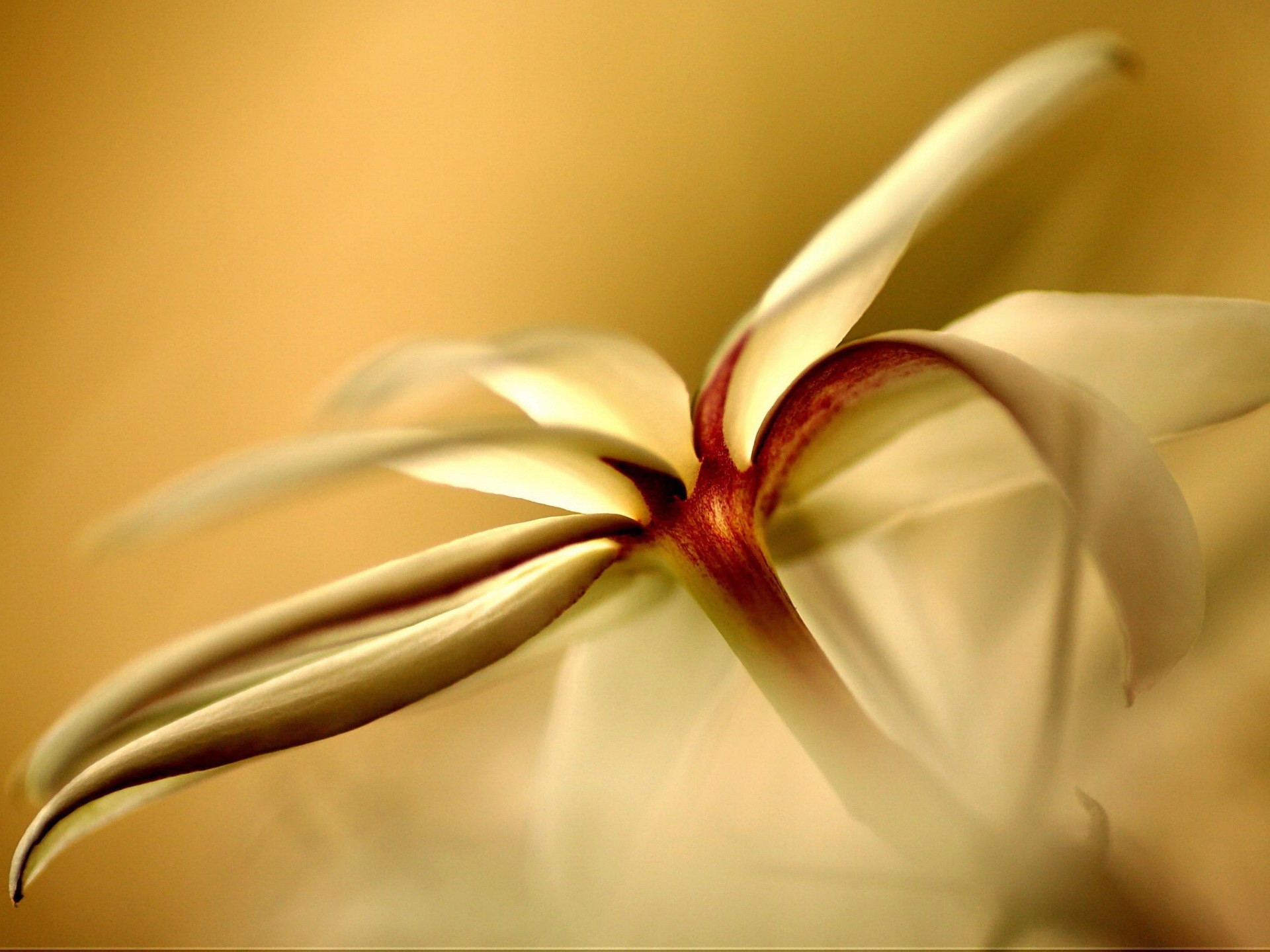 flor amarillo pétalos