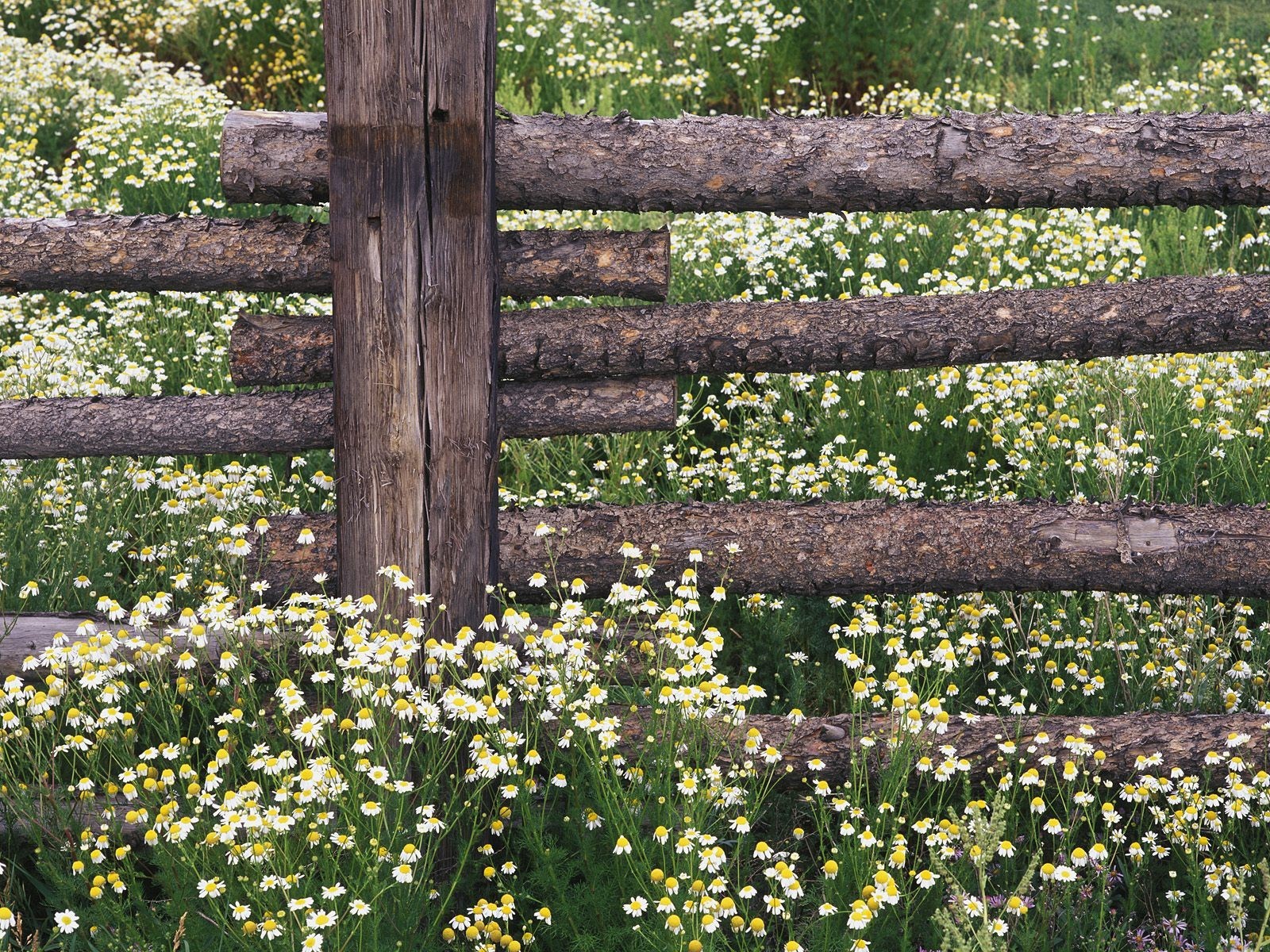 chamomile fence fence