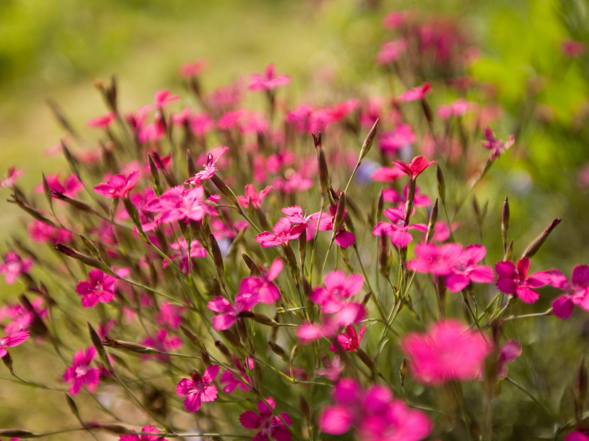 pink focus green