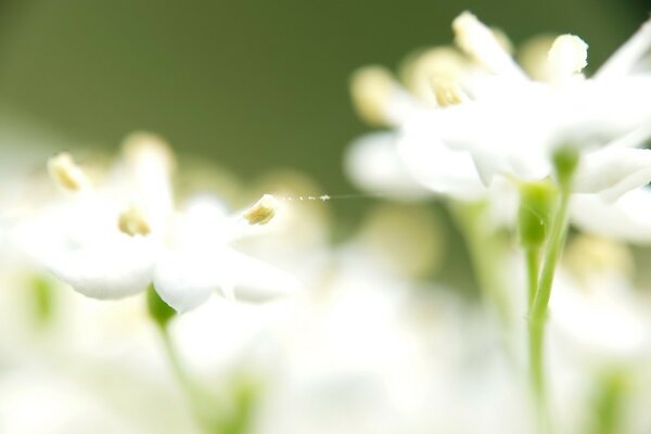 White flower on a green background