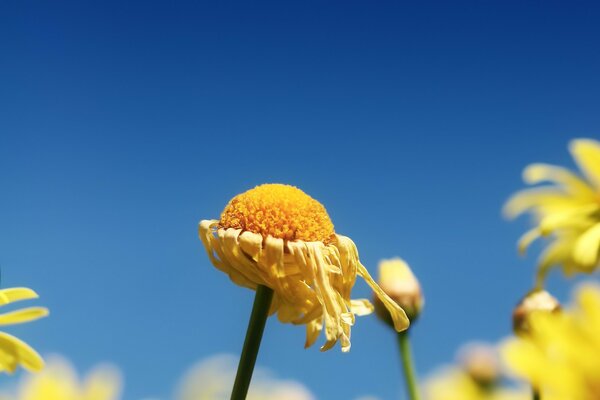 A faded yellow flower on a blue sky background