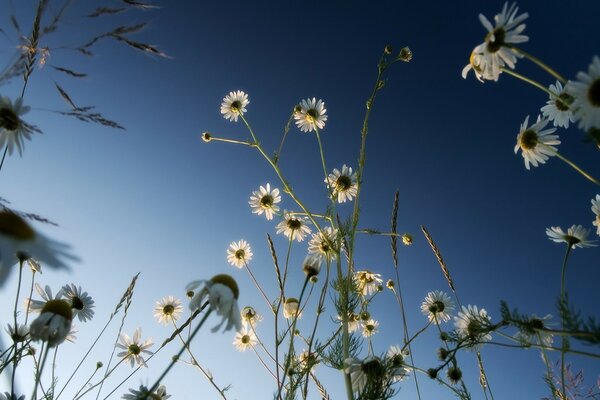 Gänseblümchen auf blauem Himmel Hintergrund