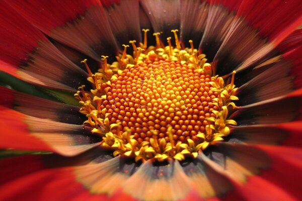 Image macro d une fleur rouge