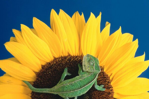 Blooming sunflower and green lizard