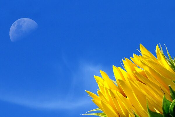 Fiore giallo su sfondo cielo blu