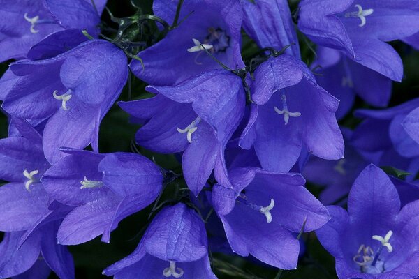 Cornflower bells close-up