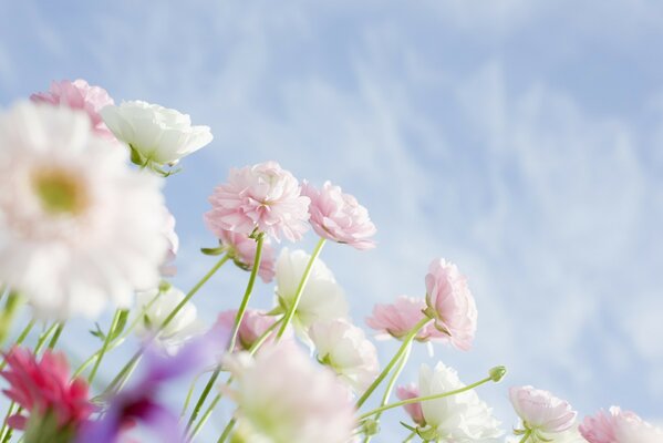 Die Leichtigkeit des Seins. Blumen auf Himmelshintergrund